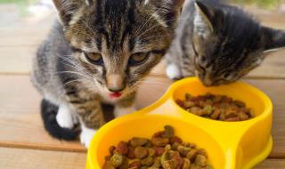 猫粮什么牌子好又便宜